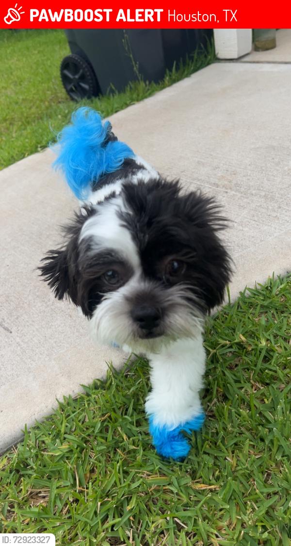 Lost Male Dog last seen Hardy toll road , Houston, TX 77076