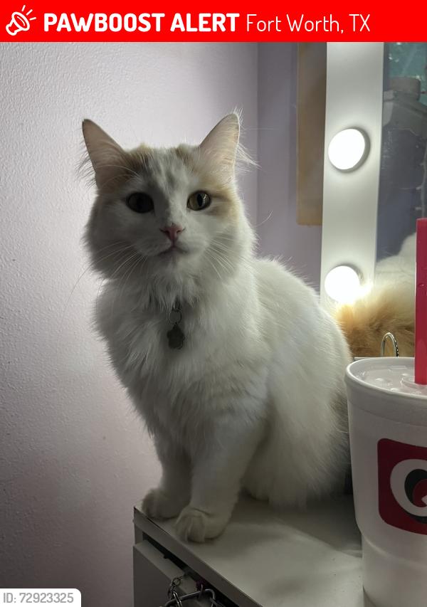 Lost Female Cat last seen are neighborhood over by the Starbucks off Trail lake Drive, Fort Worth, TX 76133