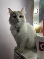 Lost Female Cat last seen are neighborhood over by the Starbucks off Trail lake Drive, Fort Worth, TX 76133