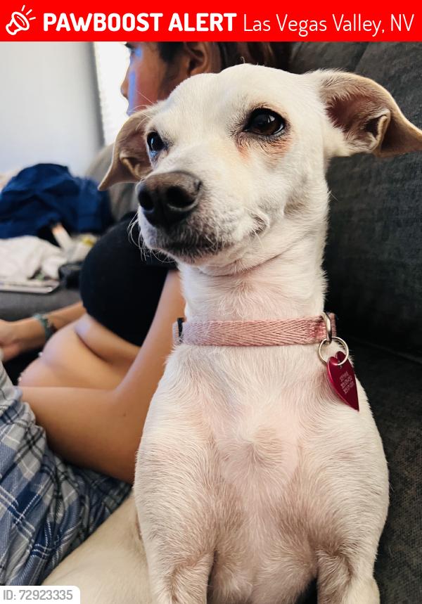 Lost Female Dog last seen Tropicana / Nellis, Las Vegas Valley, NV 89122