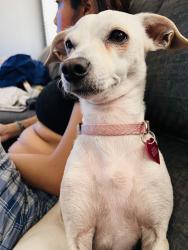 Lost Female Dog last seen Tropicana / Nellis, Las Vegas Valley, NV 89122