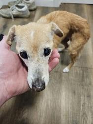 Found/Stray Female Dog last seen Michigan Avenue, Panama City, FL 32405