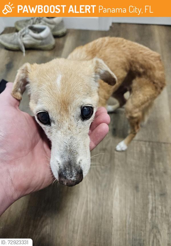 Found/Stray Female Dog last seen Michigan Avenue, Panama City, FL 32405