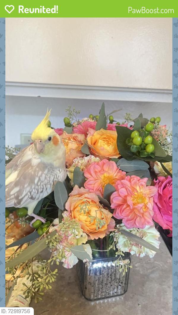 Reunited Female Bird last seen Fairview and college park, Costa Mesa, CA 92626