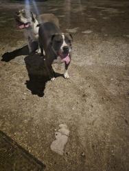 Reunited Unknown Dog last seen Benson & Country Club Rd , Tucson, AZ 85706
