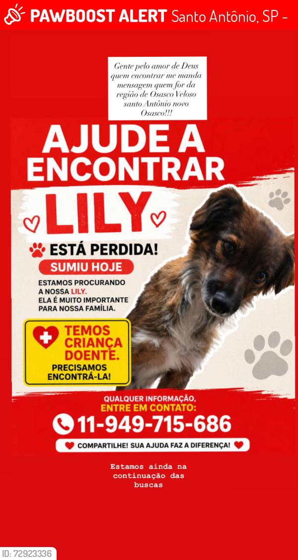 Lost Female Dog last seen Rua São Nicolau Veloso 13, Santo Antônio, SP 06124-280