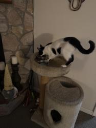 Reunited Female Cat last seen Vanderford Rd North, Lakeside, FL 32073