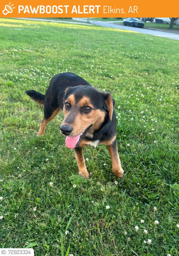 Found/Stray Male Dog last seen Center st, Elkins, AR 72727