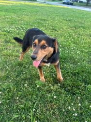 Found/Stray Male Dog last seen Center st, Elkins, AR 72727