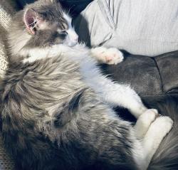 Lost Male Cat last seen Brownsburg Crossing, Brownsburg, IN 46112