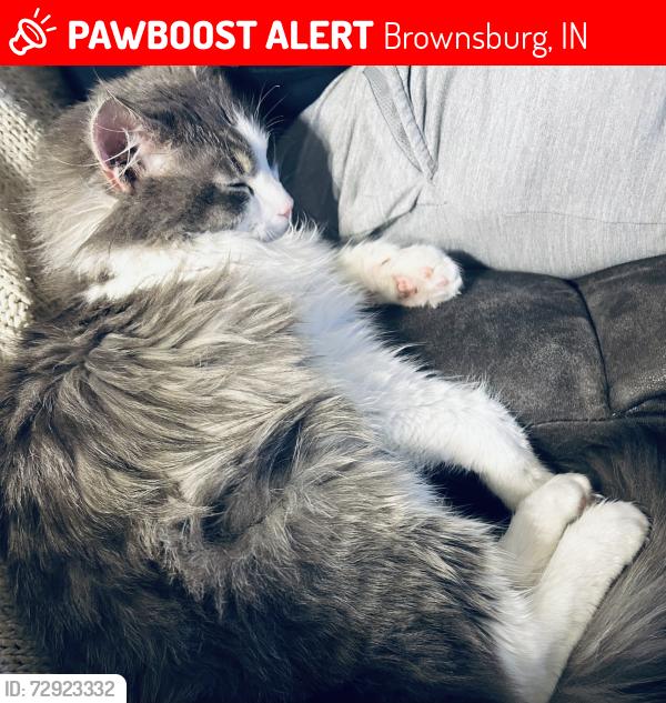 Lost Male Cat last seen Brownsburg Crossing, Brownsburg, IN 46112