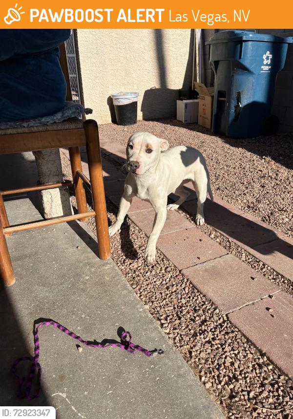 Found/Stray Female Dog last seen near valley high school, Las Vegas, NV 89169