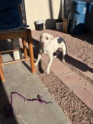 Found/Stray Female Dog last seen near valley high school, Las Vegas, NV 89169