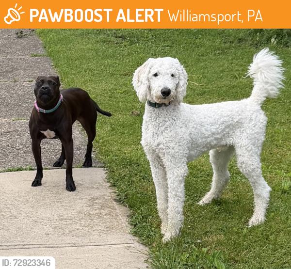 Found/Stray Unknown Dog last seen Grove st near Sheridan , Williamsport, PA 17701