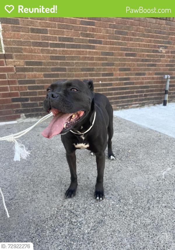 Reunited Female Dog last seen University and 13th ave, Minneapolis, MN 55413