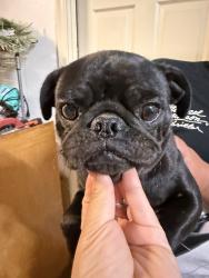 Reunited Male Dog last seen 6th St, Tucson, AZ 85708, USA, Tucson, AZ 85708