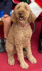 Lost Female Dog last seen Smotherman Road between FM 423 and Taos, Frisco, TX 75034