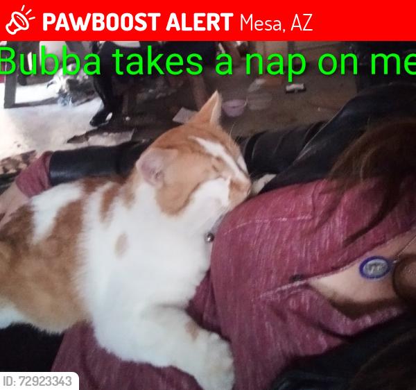 Lost Male Cat last seen Peublo crismon, Mesa, AZ 85209