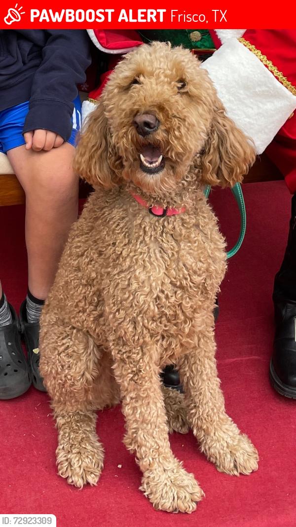 Lost Female Dog last seen Smotherman Road between FM 423 and Taos, Frisco, TX 75034