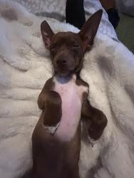 Reunited Male Dog last seen Salt Lake Center for Science education Bryant, Salt Lake City, UT 84114