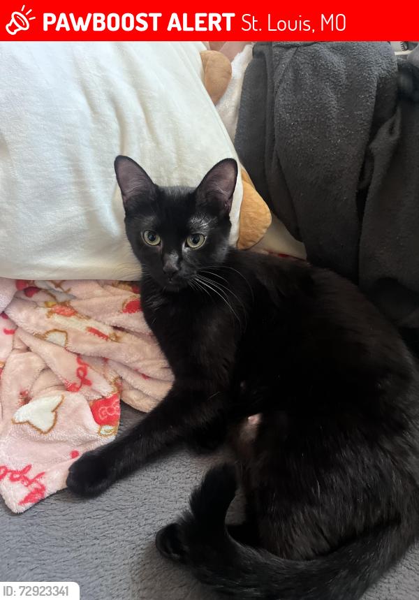 Lost Female Cat last seen clayton road, St. Louis, MO 63117
