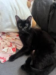 Lost Female Cat last seen clayton road, St. Louis, MO 63117