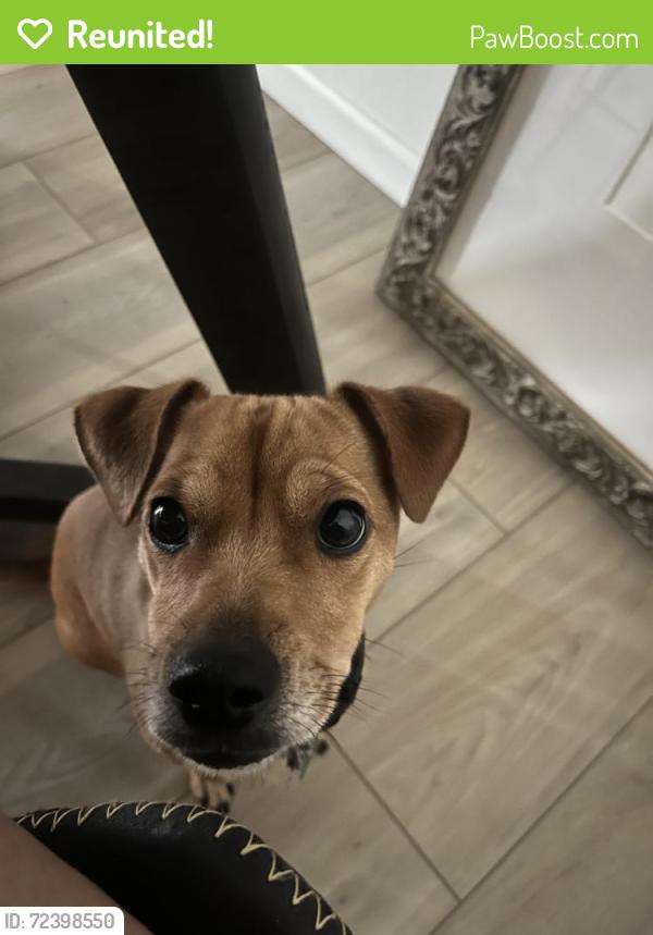 Reunited Male Dog last seen Near Elm St, Lynwood, CA 90262, USA, Lynwood, CA 90262