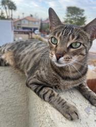 Reunited Male Cat last seen Breeze Canyon Dr. , Las Vegas, NV 89117