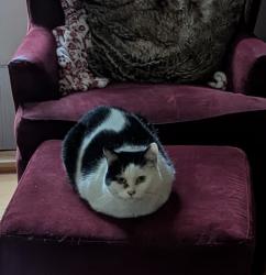 Reunited Female Cat last seen 42nd Avenue and 182nd , SeaTac, WA 98188