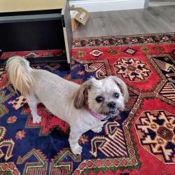 Reunited Female Dog last seen Near Wallace hills CT // Wallace RD , Salem, OR 97304