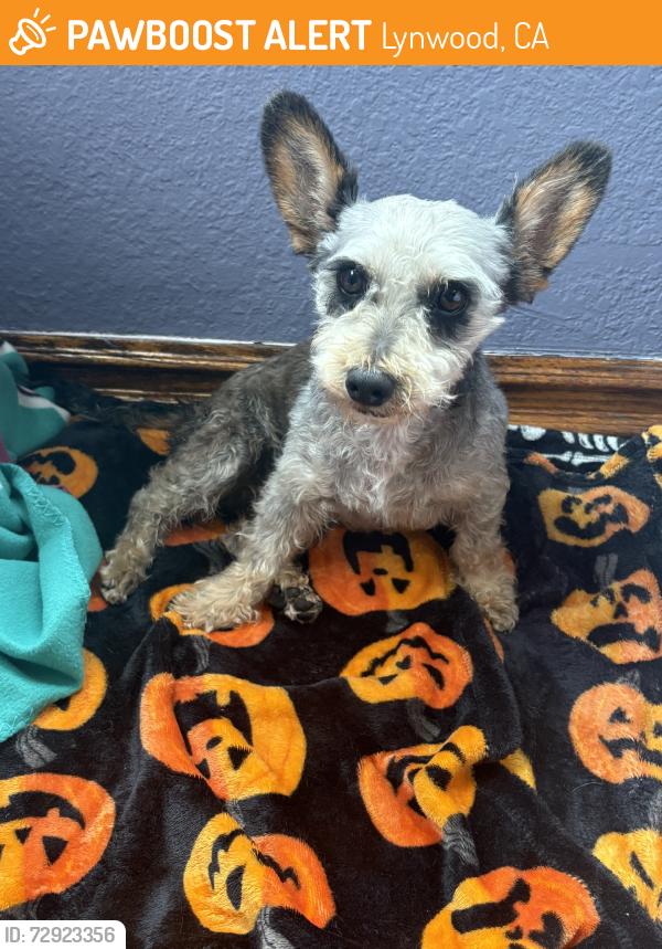 Found/Stray Male Dog last seen Atlantic and Imperial hwy, Lynwood, CA 90262
