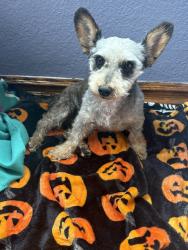 Found/Stray Male Dog last seen Atlantic and Imperial hwy, Lynwood, CA 90262