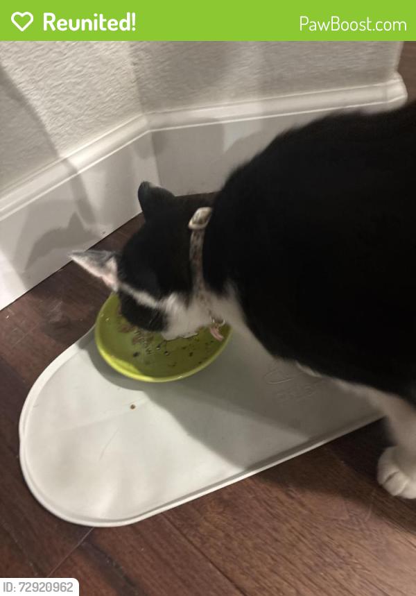 Reunited Female Cat last seen blackhawk drive and steeplechase drive, Windsor, CO 80550