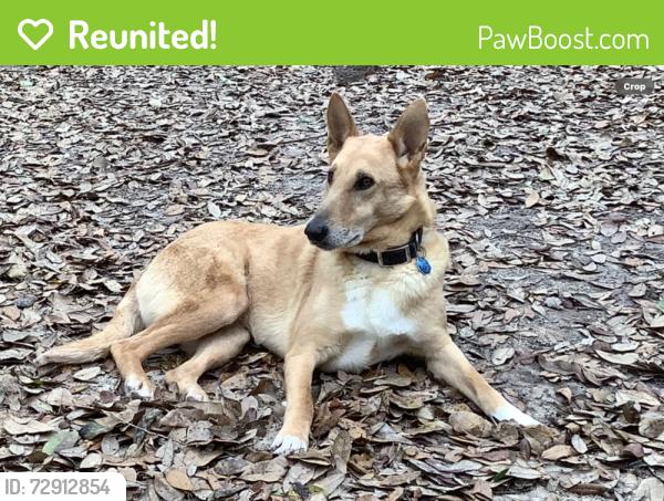 Reunited Female Dog last seen Hubert Spiers Rd at McNeill Steephollow Rd, Carriere, MS 39426
