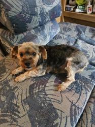 Reunited Female Dog last seen Gatewood and bridge. , Albuquerque, NM 87105