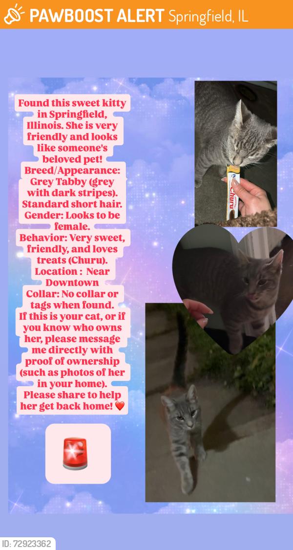 Found/Stray Female Cat last seen East Miller street , Springfield, IL 62702