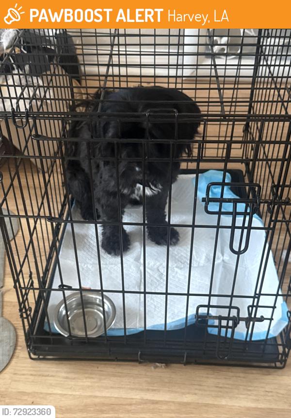 Found/Stray Male Dog last seen n village green , Harvey, LA 70058