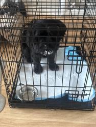 Found/Stray Male Dog last seen n village green , Harvey, LA 70058