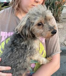 Lost Male Dog last seen Temple & 19th Street , Signal Hill, CA 90755