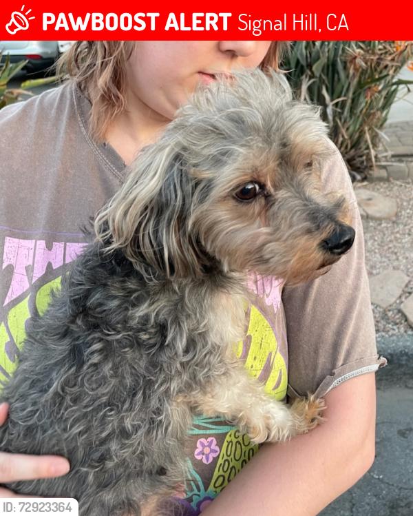Lost Male Dog last seen Temple & 19th Street , Signal Hill, CA 90755