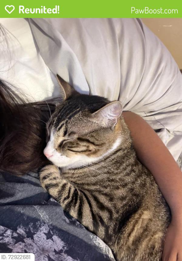 Reunited Male Cat last seen Saint George street and San Francisco street , Spring Valley, CA 91977