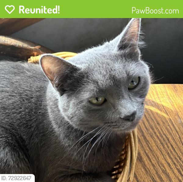 Reunited Male Cat last seen Whittington and Westminster , Parma, OH 44129