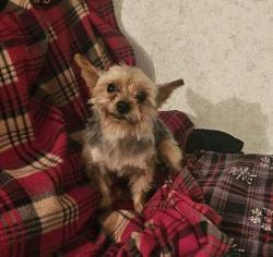 Reunited Male Dog last seen Bridge and Gatewood Ave sw, Albuquerque, NM 87105