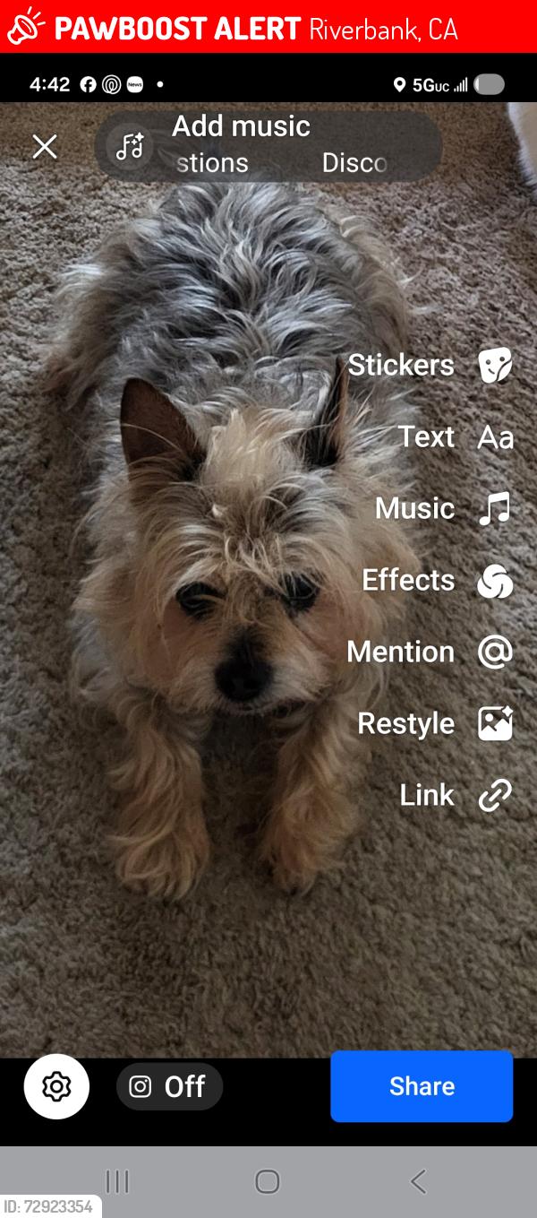 Found/Stray Male Dog last seen Between Homewood and Roselle, Riverbank, CA 95367
