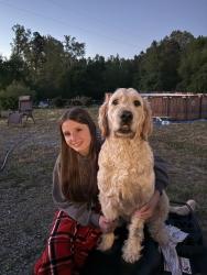 Lost Male Dog last seen front yard , South Hill, VA 23970