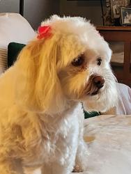 Reunited Female Dog last seen Tampa road and Lake St. George , Palm Harbor, FL 34684