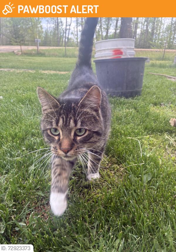 Found/Stray Unknown Cat last seen It was stuck in a tree I got it down and now it’s followed me home, Sunnybrook, AB T0C 2T0