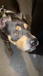 Found/Stray Male Dog last seen it was over in the parking lot of Tidewater fleet on lindale, Chesapeake, VA 23320