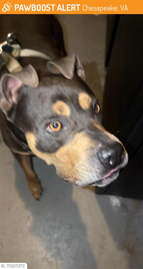 Found/Stray Male Dog last seen it was over in the parking lot of Tidewater fleet on lindale, Chesapeake, VA 23320