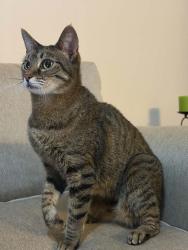 Reunited Female Cat last seen Tivoli apmt building 1350, Oviedo, FL 32765